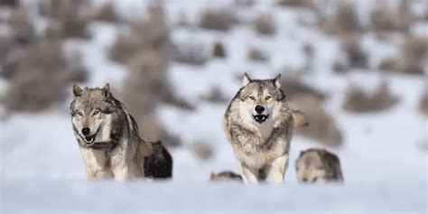 Unveiling The Mystery: How Do Wolves Sleep? - Cool Wood Wildlife Park