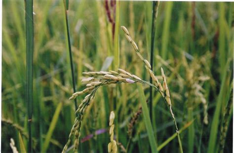 Rice Plant Madagascar Photo By Jonathan Talbot World Res Flickr