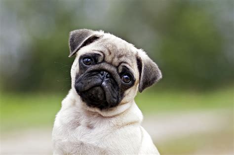 adorably sad pugs    existential crisis