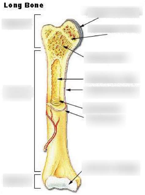 Diagram Of 2 Long Bone Diagram Quizlet