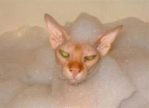 Ten Pictures Of Cats In Bubble Baths That Will Make Anyone Smile Top