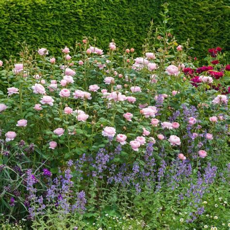 Роза Королева Швеции Фото И Описание – Telegraph