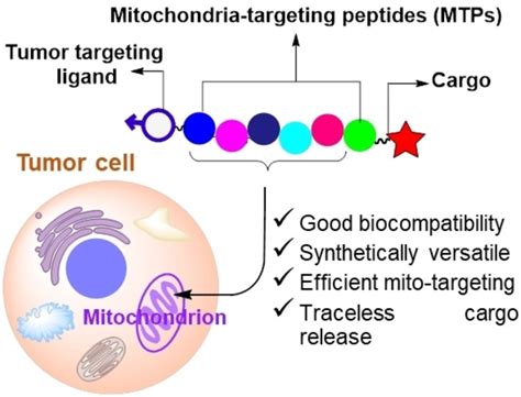 Engineered Cellpenetrating Peptides For Mitochondriontargeted Drug