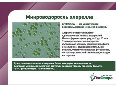 Хлорелла - польза и размножение, среда обитания, применение в медицине ...