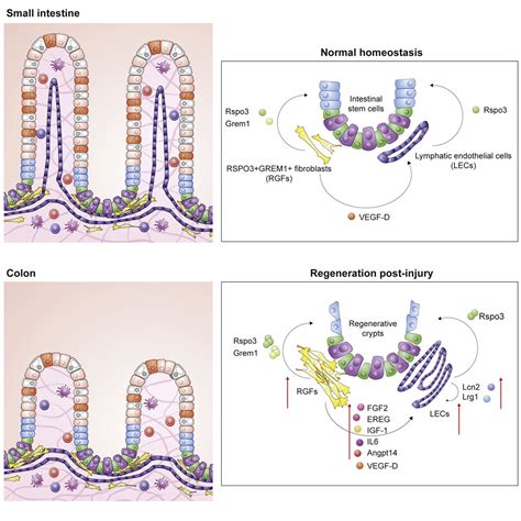 Lymphatics And Fibroblasts Support Intestinal Stem Cells In Homeostasis And Injury Cell Stem Cell