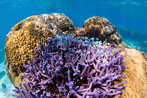 Whale Shark Breeding Facts – Three Islands Whale Shark Dive