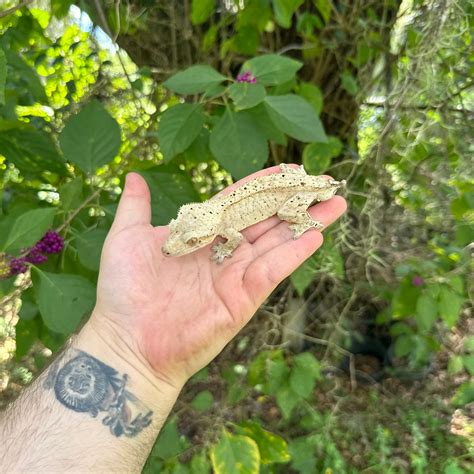 Adult Male Tailless Dalmatian Crested Gecko For Sale – O.T.W Exotics