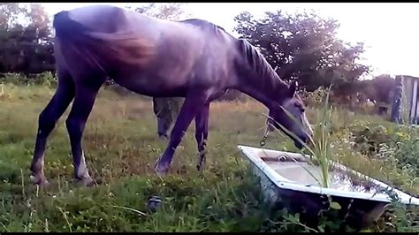 Зачем лошади глина? - YouTube