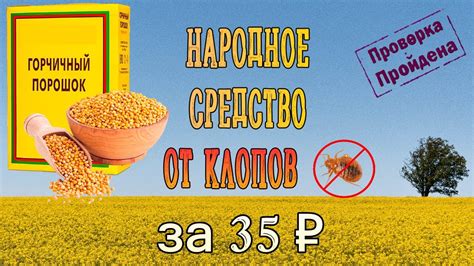 Горчица от клопов — самое дешевое народное средство - YouTube