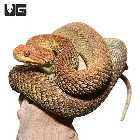 Adult Male Red And Green Patternless Squamigera Bush Viper Atheris