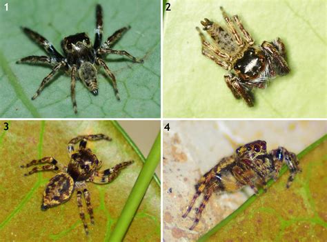 A New Species Of Pancorius Simon 1902 Araneae Salticidae From The