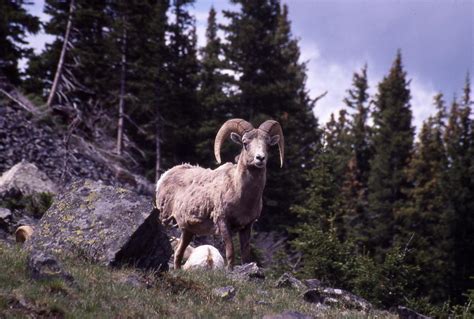 Rocky Mountain Ram Photograph By Cynthia Cox Cottam