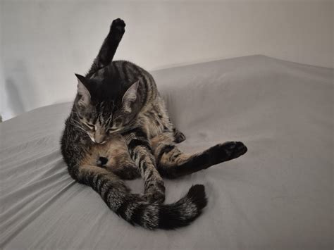 Nyxi The Black Footed Pussy