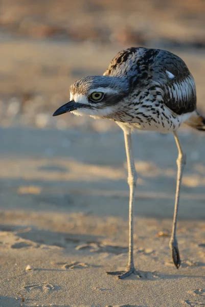 Bush Stone Curlew Burhinus Grallarius En La Playa De West Point Isla