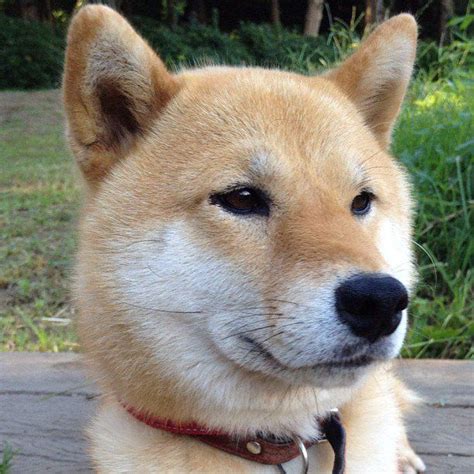 Tweetdeck Shiba Inu Cute Dogs Animals