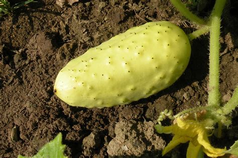 Boothbys Blonde Cucumber Green Thumb Organic Farm