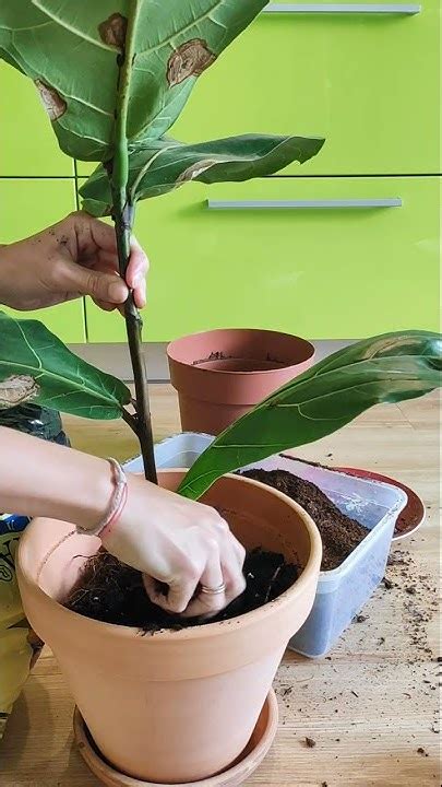 Пересадка фикуса Лирата после покупки. #комнатныерастения #фикуслирата ...