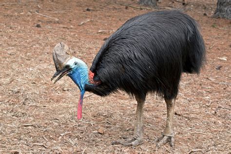 dangerous bird   world
