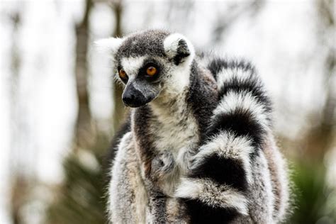 Lemur Hayvan Memeli Çizgili Pixabay de ücretsiz fotoğraf Pixabay