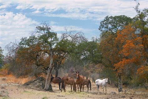 "Horses, Fall Colors" by Jeannette Katzir | Redbubble