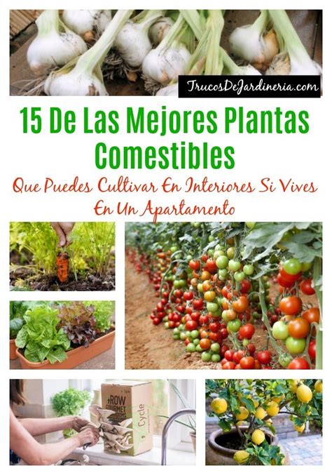 De Las Mejores Plantas Comestibles Que Puedes Cultivar En Interiores