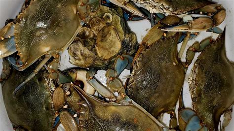 How To Catch Blue Crabs Bassmaster