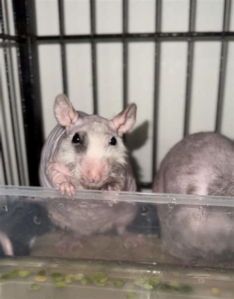 Roast My Rat Baby Rocket Leafy Green Rrats