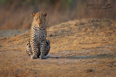 photographing  rare black leopard black panther  kenya africa