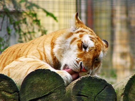 Licking Golden Tiger A Photo On Flickriver