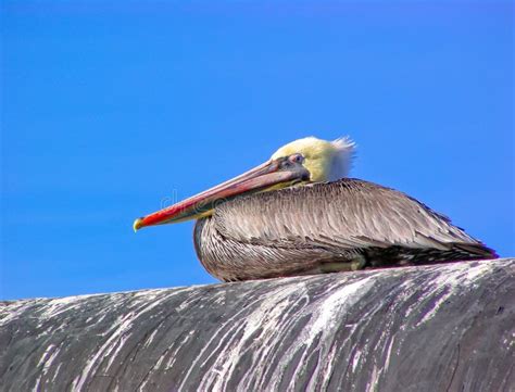 Brown Pelican Resting Stock Image Image Of Snipe Copy 141894177