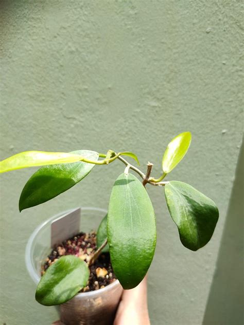 Hoya Cutis Porcelana Furniture And Home Living Gardening Plants