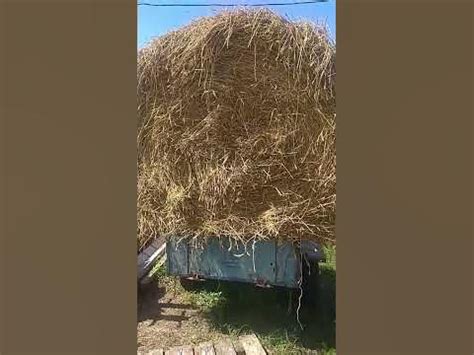 Рулон соломы на мотоблоке привёз! - YouTube