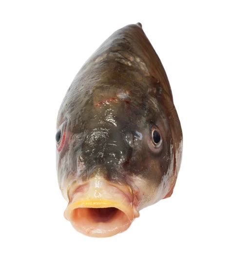 Naked Catfishes Stock Photos Royalty Free Naked Catfishes Images Depositphotos