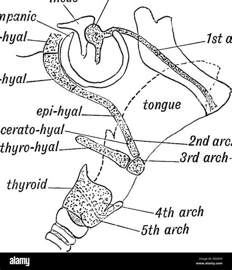 Menschliche Embryologie Und Morphologie Embryologie Menschliche