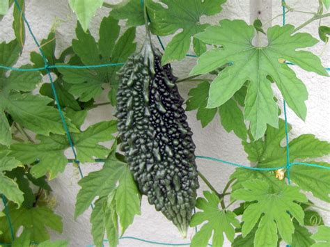momordica charantia