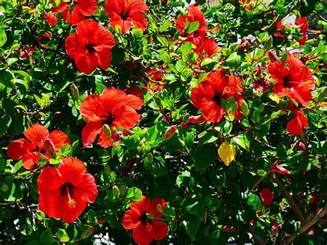 38 Hibiscus Varieties With Most Beautiful Flowers 2024