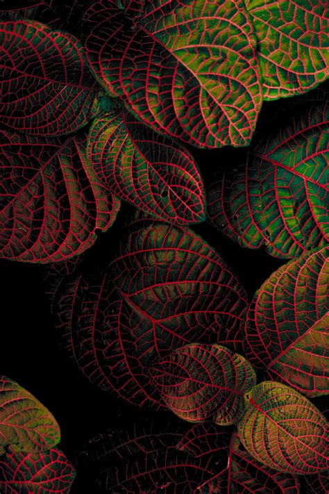 Leaves Plant Macro Carved Contrast Hd Phone Wallpaper Pxfuel