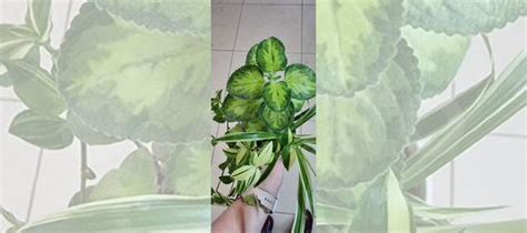 Комнатные растения купить в Томске | Товары для дома и дачи | Авито