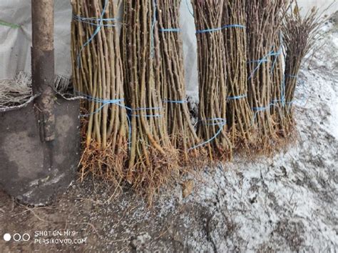Купить саженцы Подвой(підщепа) М-9,М-7 для яблони в Украине: цена, фото ...