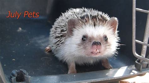 Переноска для ежа! С кем оставить ежика??? - YouTube