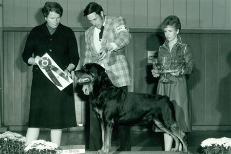 Rottweiler History Where The Breed Originated