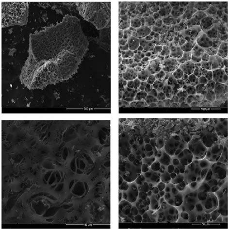 SEM micrographs of ZRC-AC. | Download Scientific Diagram