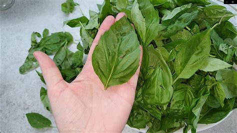 Як я заготовляю БАЗИЛІК для ПЕСТО на ЗИМУ #базилік #песто #базилик # ...