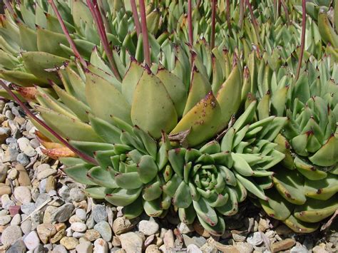Echeveria