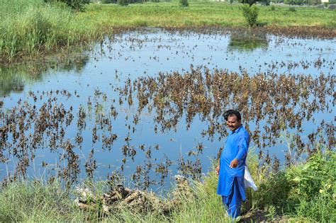 Pakistan Floods Have Gone Back Years Say Farmers Counting Losses