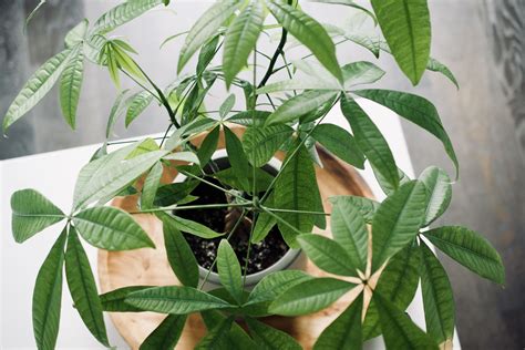 Pachira Aquatica Tree