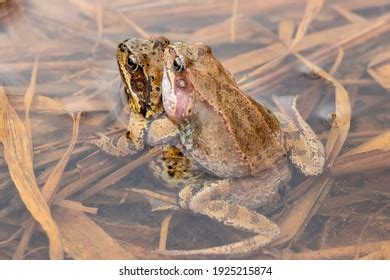 Frogs Sex Images Stock Photos Vectors Shutterstock