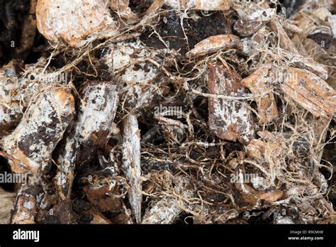 Mycelium Hi Res Stock Photography And Images Alamy