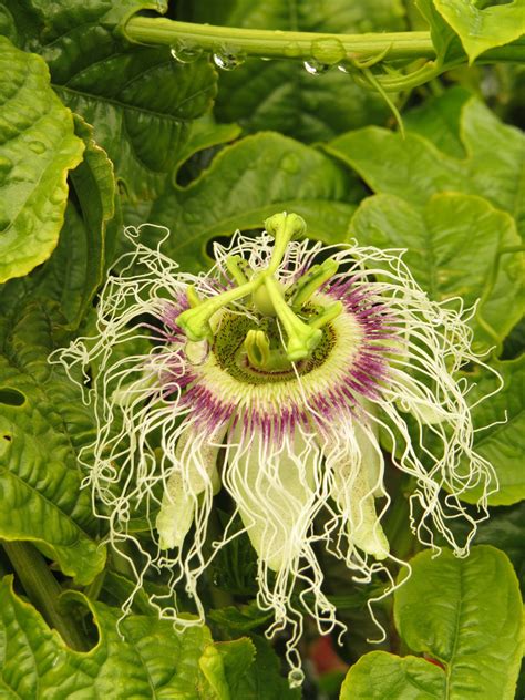 Passion Flower Vine Nz | Best Flower Site