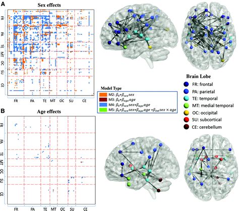Sex And Age Effects Of Functional Connectivity In Early Adulthood Brain Connectivity